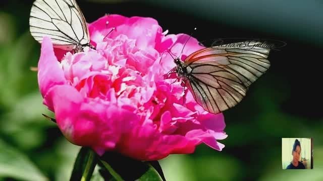 Frank.Duval-Best Of Frank Duval(1994)Самая&Galina