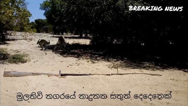 Jurasic Animal in Sri Lanka - Breaking News смотреть онлайн