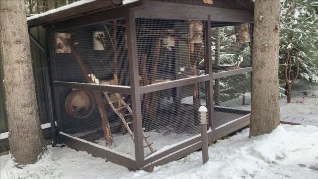 Как поить белок зимой.Где купить лучший вольер для животных смотреть онлайн