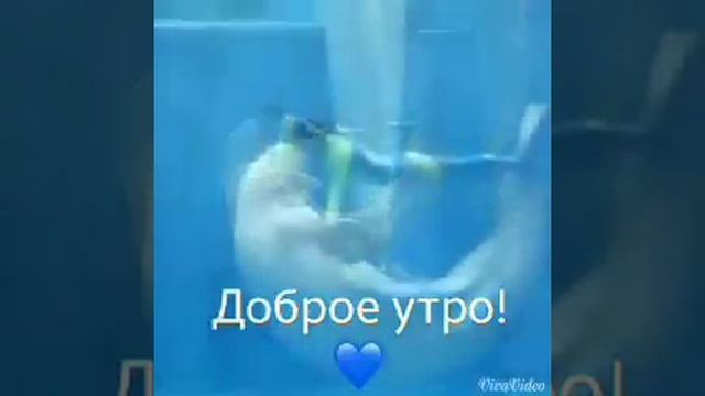 Дельфины просто класс смотреть онлайн