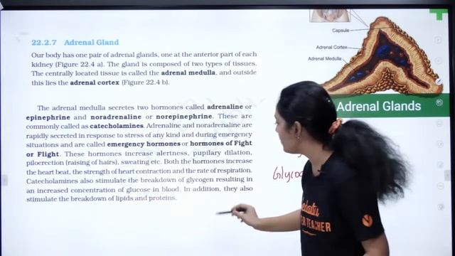 Chemical Coordination and Integration | NCERT Lines & PYQs | 11th Biology NEET 2024 | Nivetha Ma'am смотреть онлайн
