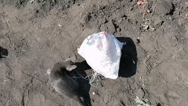 Убираем все с огорода смотреть онлайн