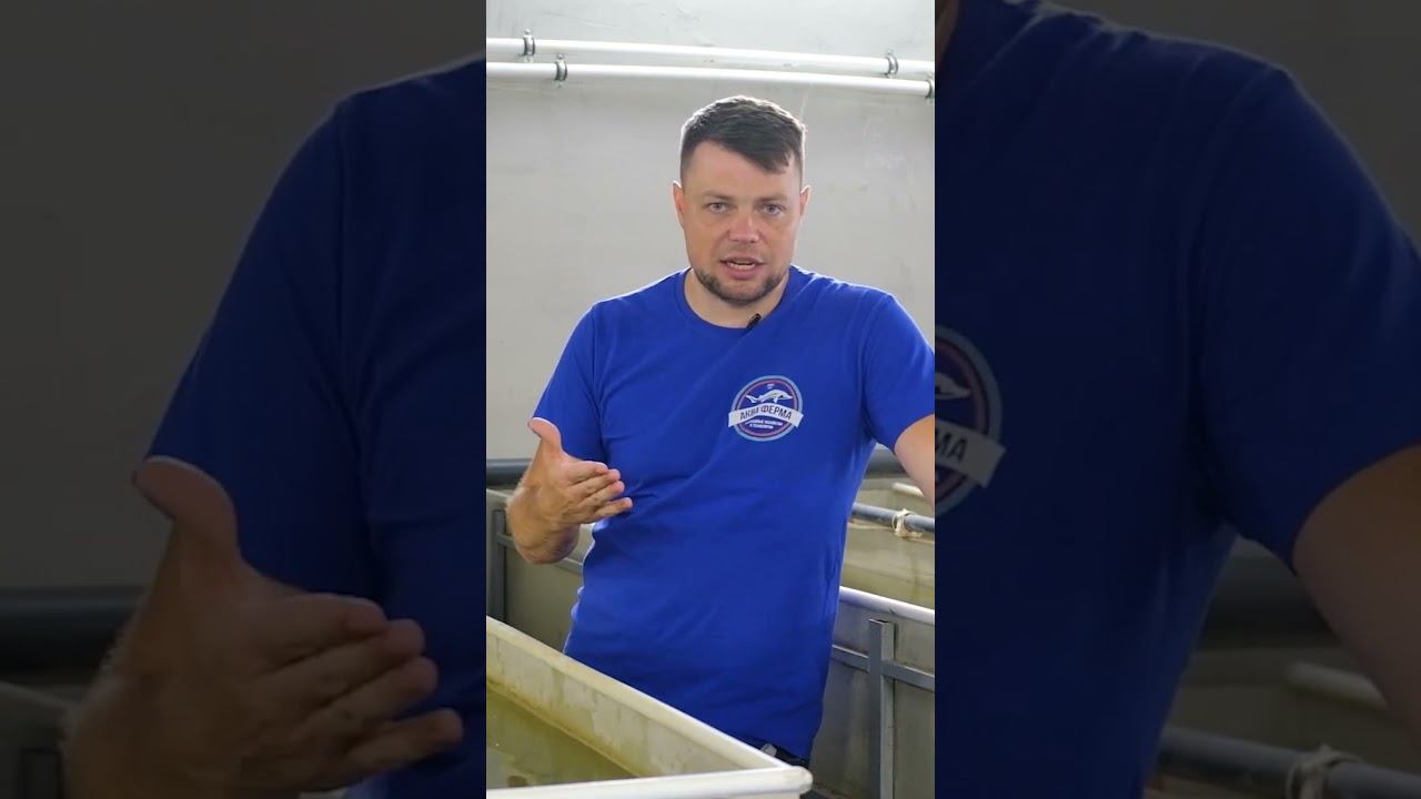 Породы Карпов Кои смотреть онлайн