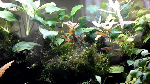 Red Neon Blue Eyes (AKA Rainbowfish) Spawning