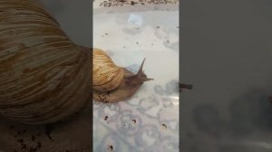 Отличия улиток ахатин и архахатин и их совместимость.