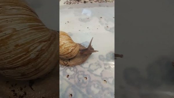 Отличия улиток ахатин и архахатин и их совместимость.