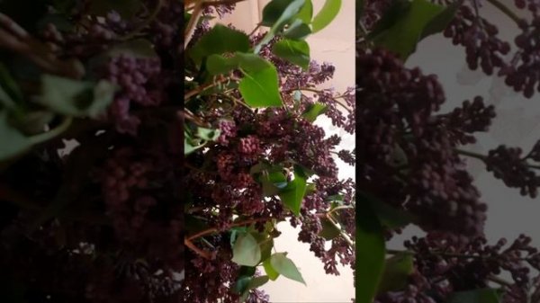 АУДИОКНИГА. БОРИС ВАСИЛЬЕВ. ПЯТНИЦА. РАССКАЗ.