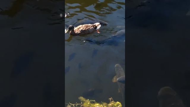 Duck Is Afraid of Big Fishes #shortsfeed смотреть онлайн