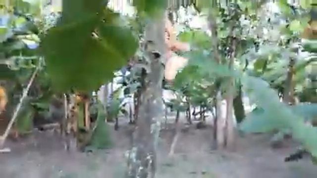 Goyang xxx смотреть онлайн