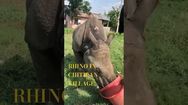 One Horn Rhino смотреть онлайн
