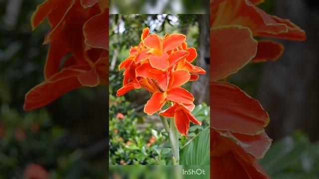 InShot 20200806 000514901 смотреть онлайн