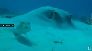 подозрительная рыба 🐟!