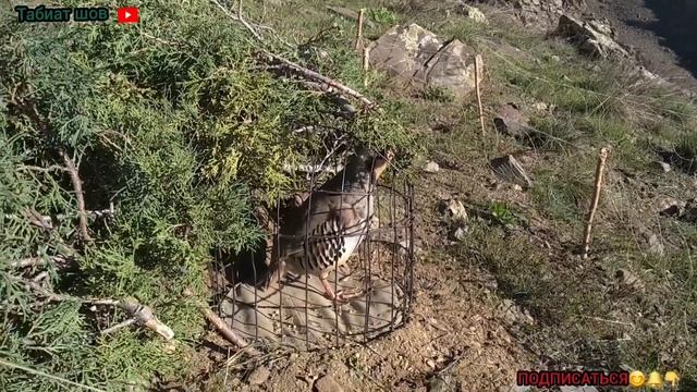 охота кеклики смотреть онлайн
