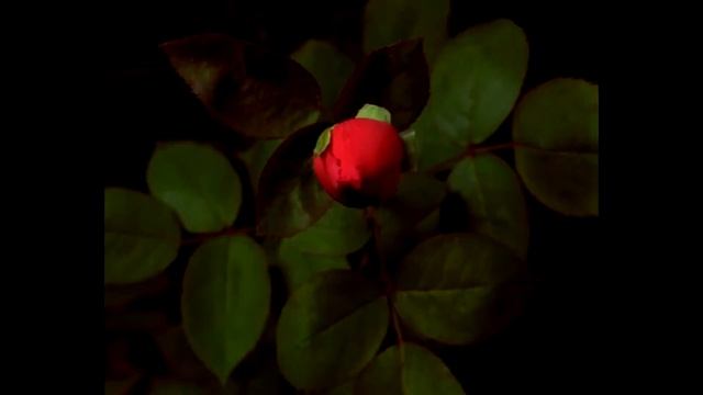 Цветы в супер ускоренной съемке смотреть онлайн