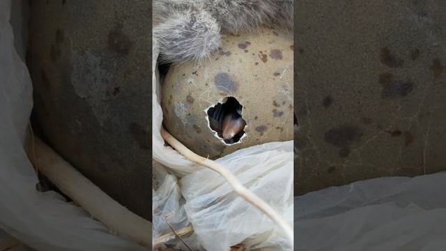 Малыш чайки появляется на свет. смотреть онлайн