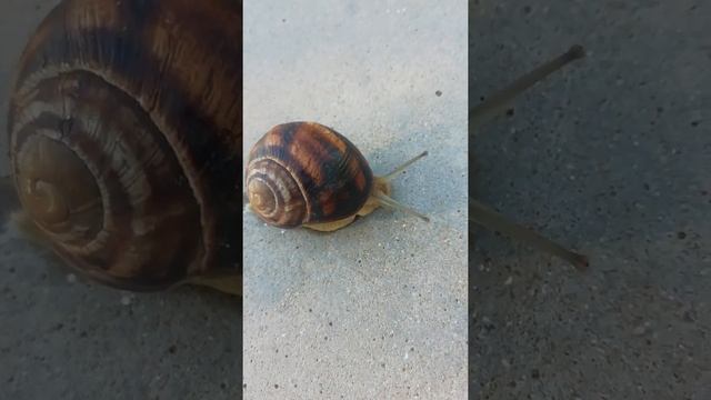 The Snail And Its Unusual World (Crimean Peninsula) Прекрасный мир красивой Улитки (Полуостров Крым