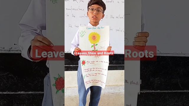 Leaves, stems and roots||Learning with Sidra Afreen|| смотреть онлайн