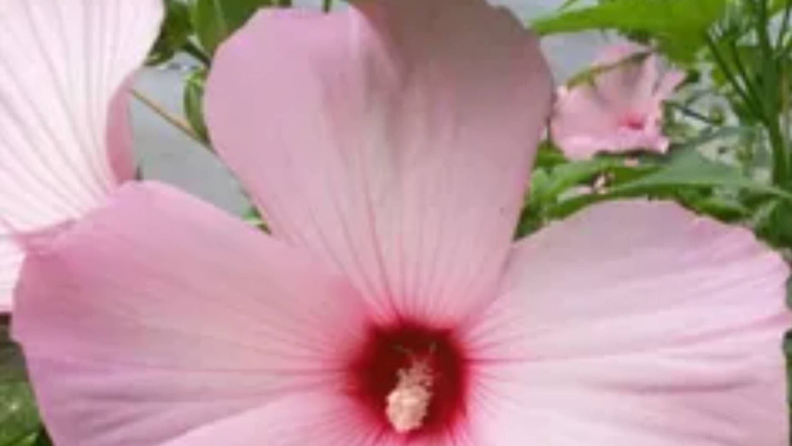 100% результат укоренения гибискуса травянистого