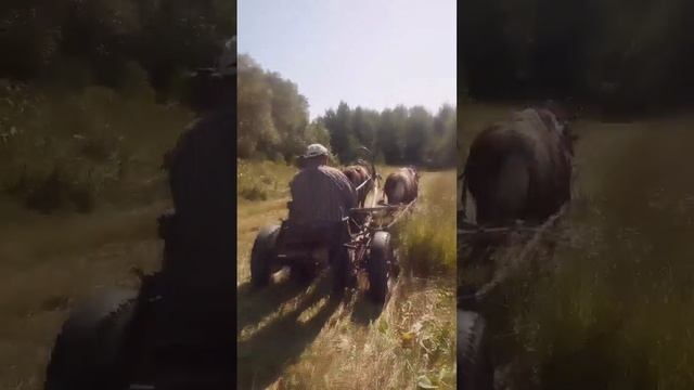 Сенокос ))) смотреть онлайн