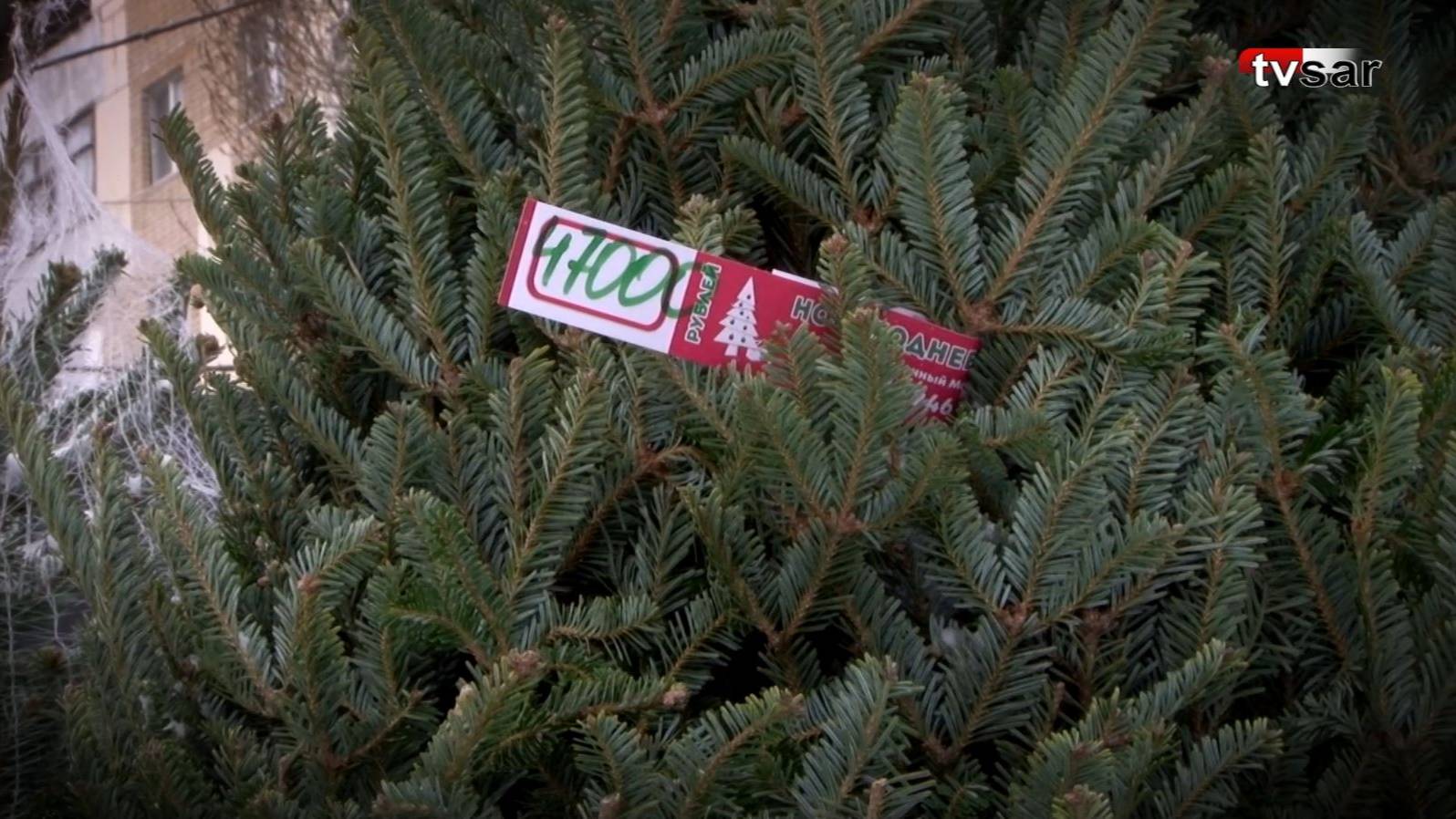 Цены на новогодние деревья в Саратове достигают 47 тысяч рублей смотреть онлайн