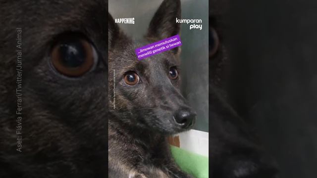 Penampakan Hewan Hibrida Hasil Kawin Anjing & Rubah Pampas