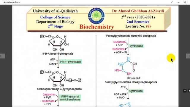 L8 Metabolism of Nucleotides. Dr. Ahmed Ghdhban Al-Ziaydi смотреть онлайн