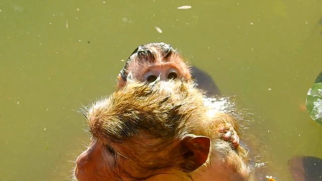 It's such very fun to watch monkeys swimming and teach their kids in deep water смотреть онлайн