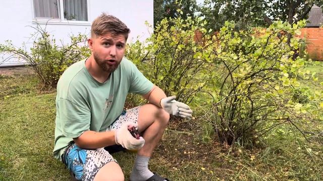 Обрезка крыжовника после сбора урожая. Какие ветки нужно убрать. #крыжовник #обрезка смотреть онлайн