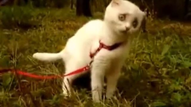 Вот кого увидел кот смотреть онлайн