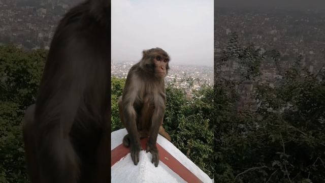 Обезьяны всюду, в Непале без них никуда! #непал #путешествия #животные смотреть онлайн