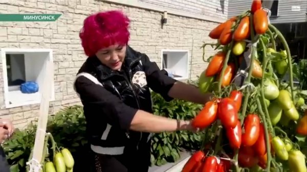 Томат Тезоро F1 в книгу рекордов Гиннеса!