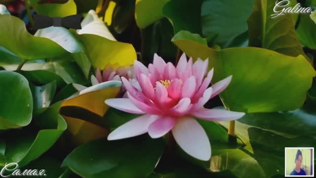 Ernesto Cortazar-Beautiful Piano Melodies- Romantic Relaxing Music-Самая&Galina смотреть онлайн