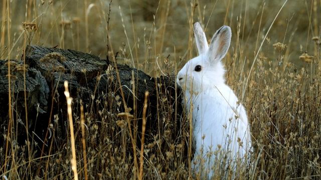 Snowshoe Hare in the Umatilla forest Oregon, hiding смотреть онлайн