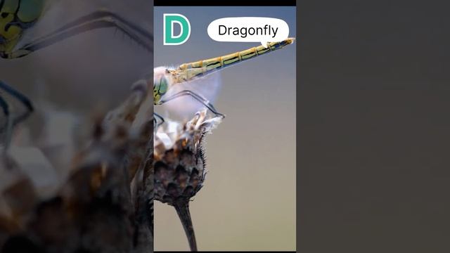 D for Dragonfly: Alphabet Letter D with Images | Alphabetical Letters With Photos | Capital Letters смотреть онлайн