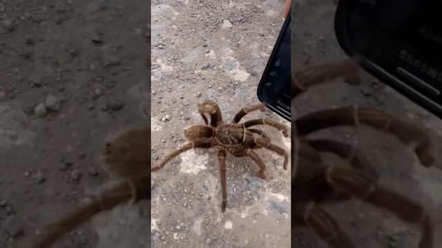 Araña tarantula en catriel rio negro argentina смотреть онлайн