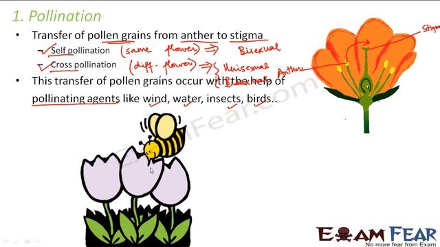 Biology Reproduction part 14 ( Pollination, Fertilization) CBSE class 10 X смотреть онлайн