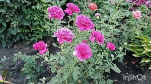 Малышка Хайди Клум. Роза для маленького сада и патио.