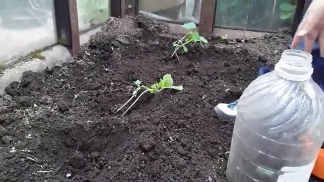 ДЕТИ САДЯТ ОГУРЦЫ. СЕЕМ ДОБРО смотреть онлайн