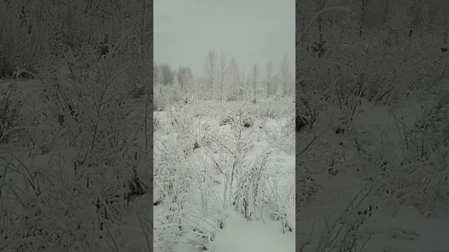 Зимний лес смотреть онлайн