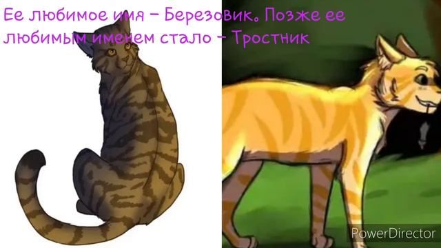 Коты - Воители. Интересные факты #11 смотреть онлайн