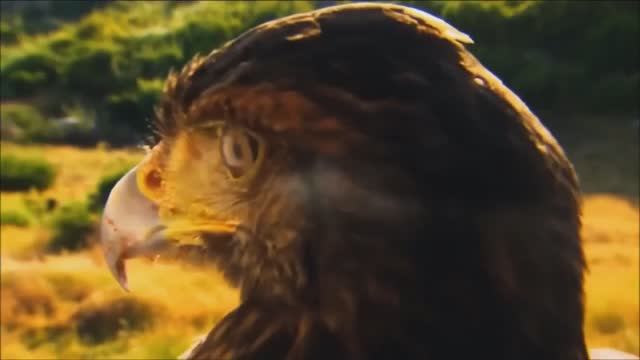 Mei Lan Ali lshg Epic Emotional Music--- Эпическая Эмоциональная Музыка--- смотреть онлайн
