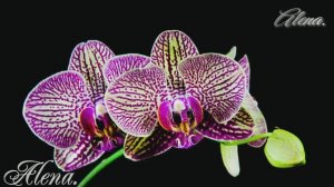 Nocturne in E  Flat Major op 9 No 2