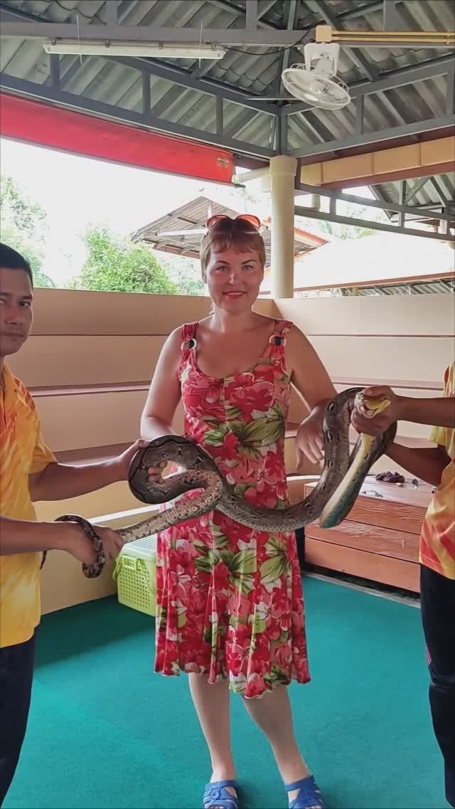 Сетчатый питон интересные факты. Бесплатная экскурсия Пхукет. Таиланд за 50 тысяч ₽.@tutsi-dieti смотреть онлайн