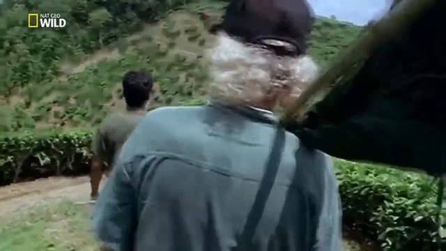 Kral Kobra Türkçe Dublaj Belgesel