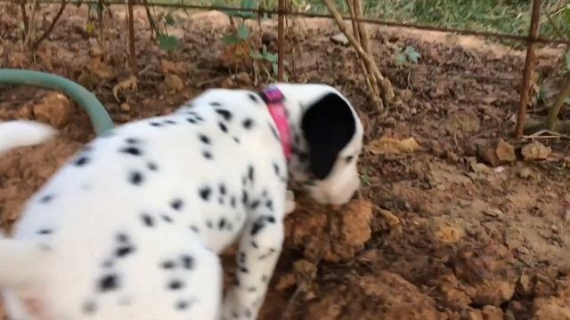 พันดาราฟาร์ม ดัลเมเชียน - dalmatian puppies смотреть онлайн