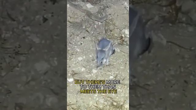 Bilby -- Australian Desert's Marvel: