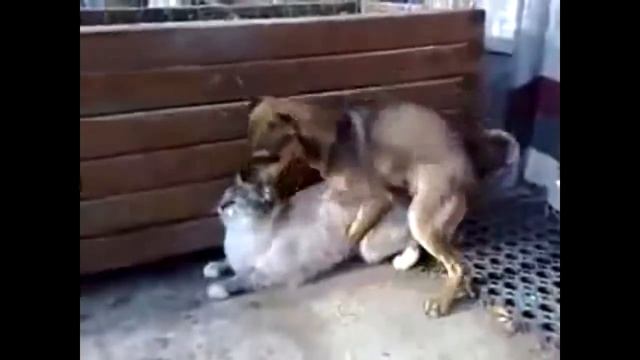 КОШАЧИЕ ПРИКОЛЫ - НЕ ПРОПУСТИТЕ !!!