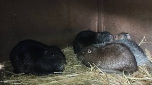 НУТРИИ умеют ОБИЖАТЬСЯ! 8.11.24