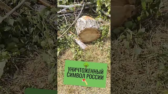 🌳УНИЧТОЖЕННЫЙ СИМВОЛ РОССИИ🪓 смотреть онлайн