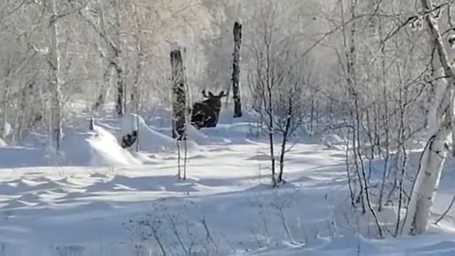 Kamchatka moose Winter смотреть онлайн